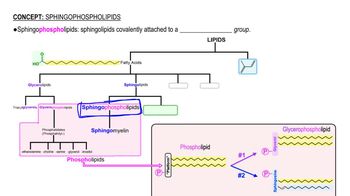 Sphingophospholipids