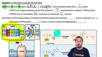 G protein-Coupled Receptors