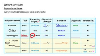 Glycogen 