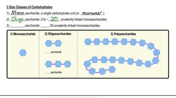 Carbohydrates
