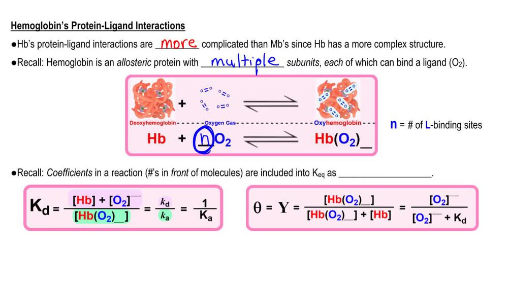 Myoglobin vs. Hemoglobin