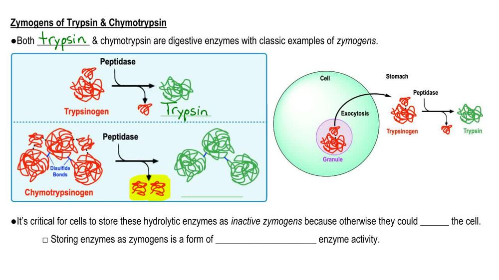 Zymogens