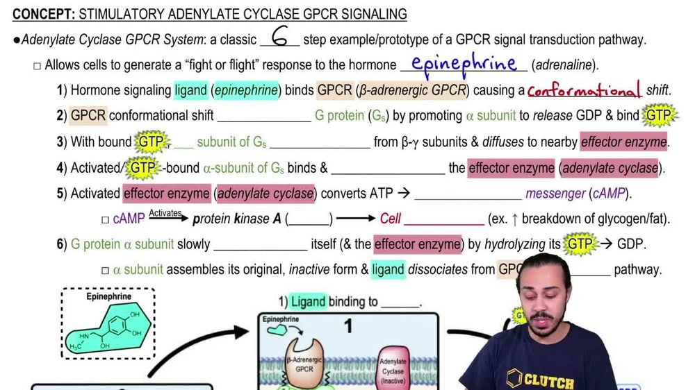 Stimulatory Adenylate Cyclase GPCR Signaling