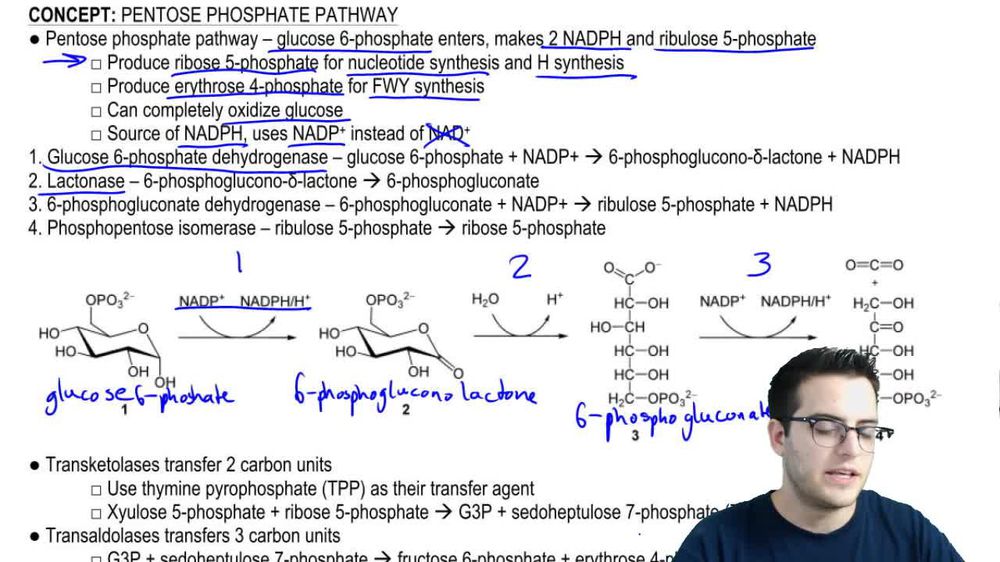 Pentose Phosphate Pathway