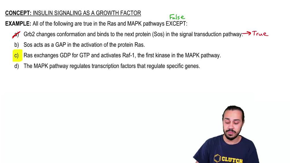 Insulin Signaling as a Growth Factor Example 2