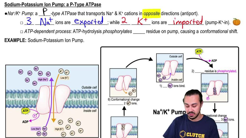 Sodium-Potassium Ion Pump