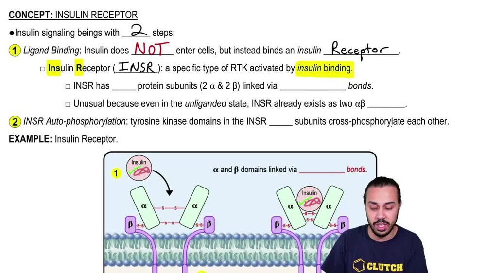 Insulin Receptor