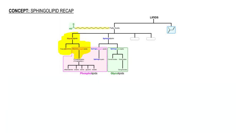 Sphingolipid Recap