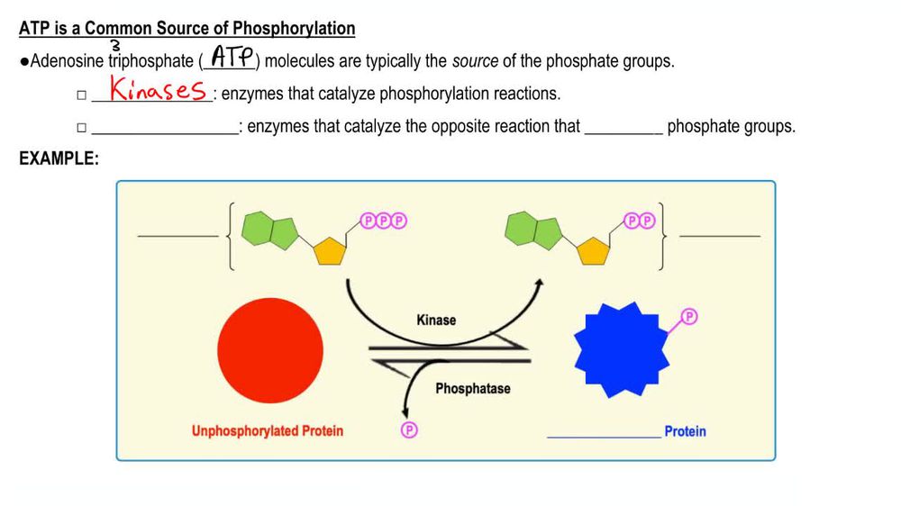 Phosphorylation