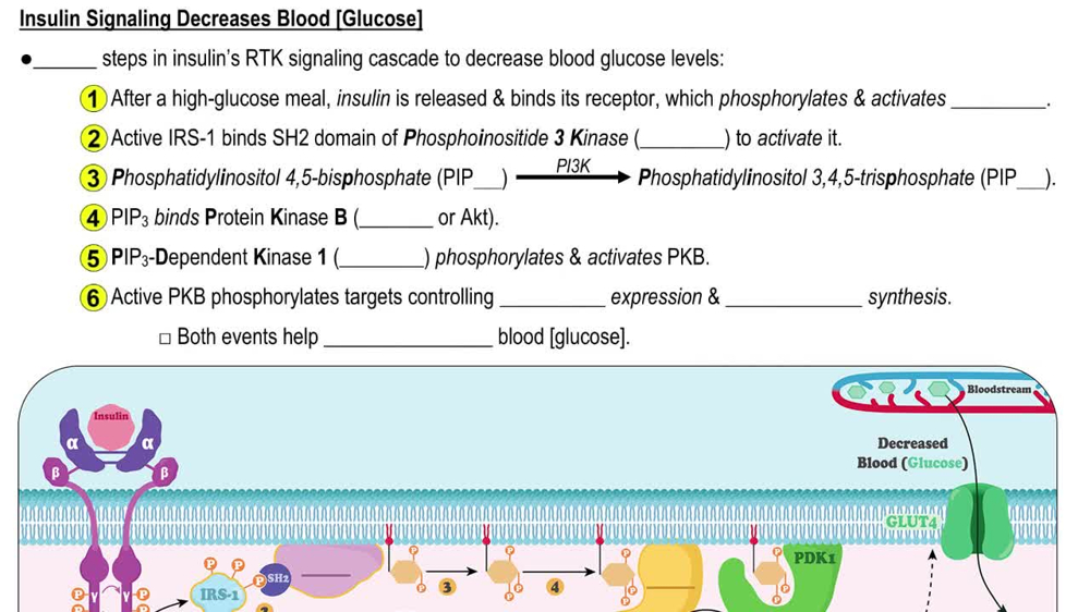 Insulin Signaling Decreases Blood [Glucose]