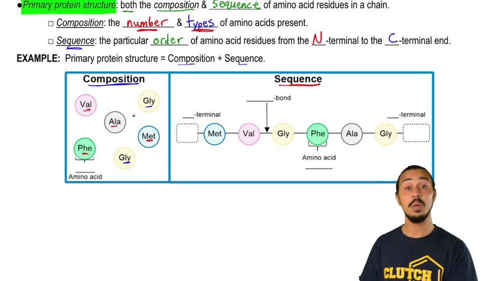 Primary Protein Structure