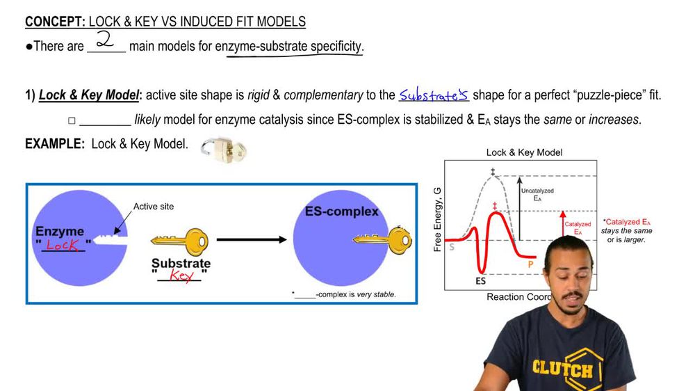 Lock-and-Key Vs. Induced Fit Models 