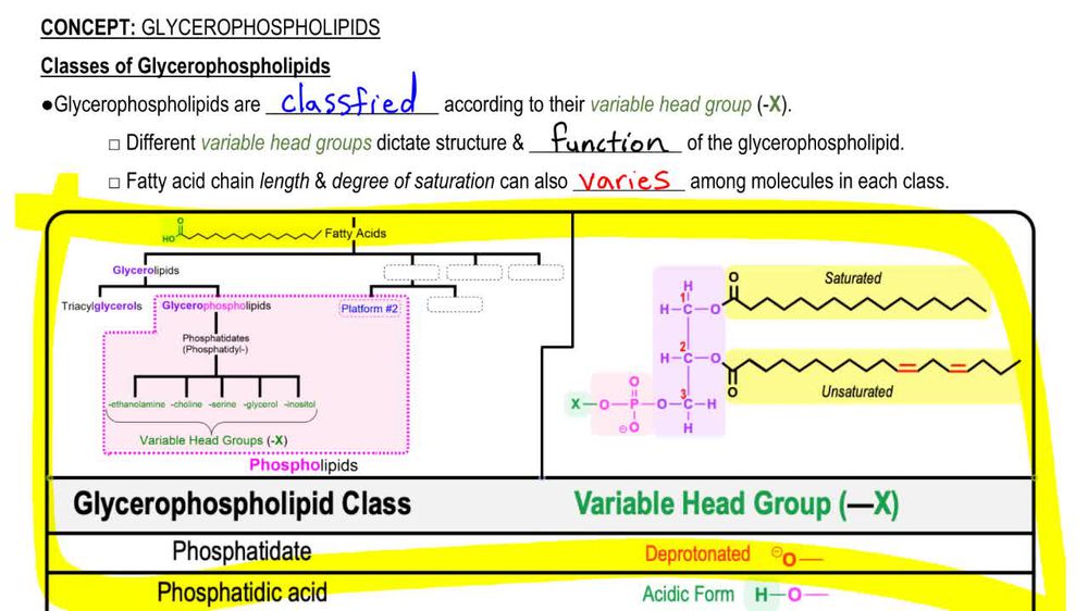 Glycerophospholipids