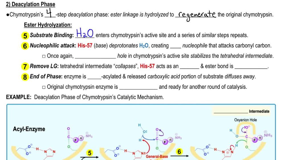 Chymotrypsin's Catalytic Mechanism