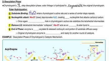 Chymotrypsin's Catalytic Mechanism