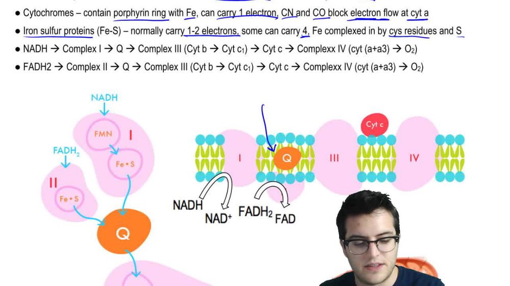 Oxidative Phosphorylation 1