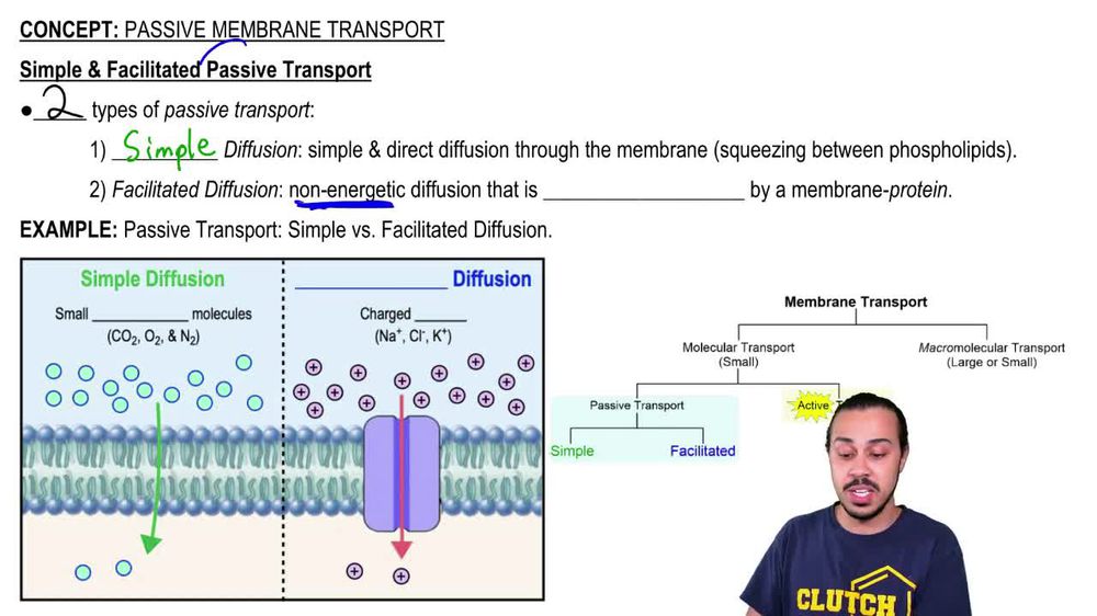 Passive Membrane Transport