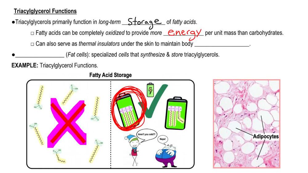 Triacylglycerols