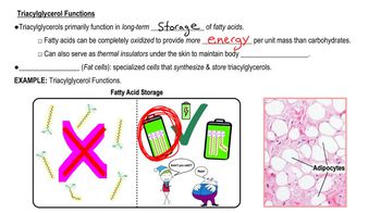 Triacylglycerols