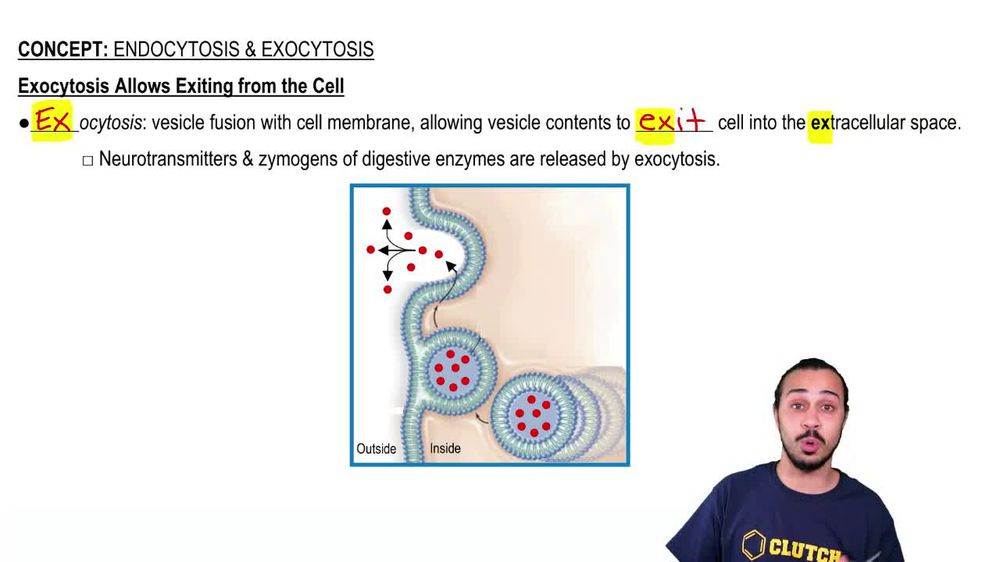 Endocytosis & Exocytosis