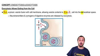Endocytosis & Exocytosis