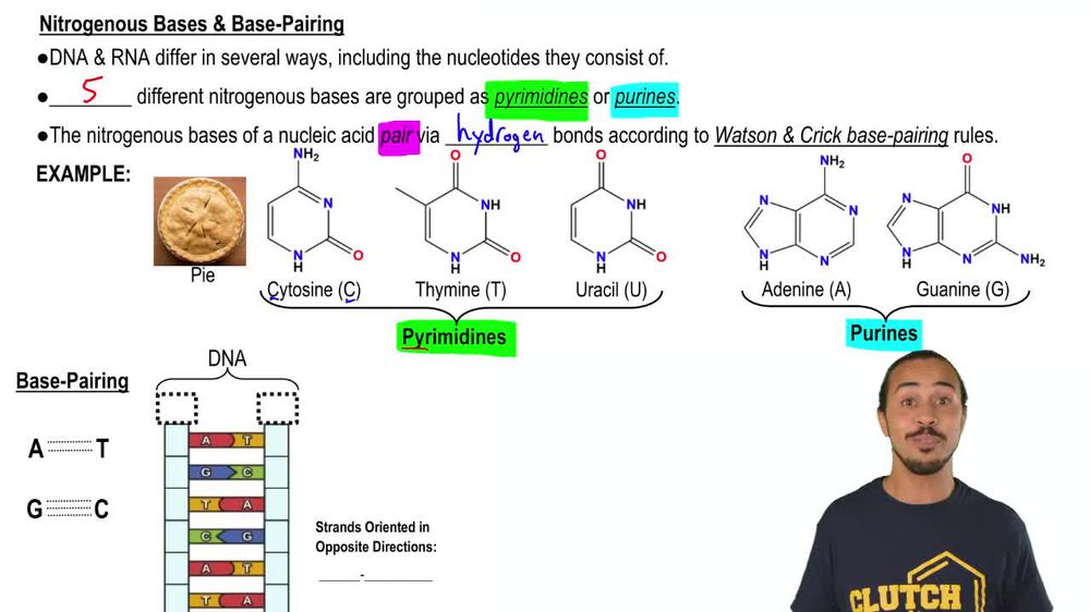 Nitrogeneous Bases & Base-Pairing