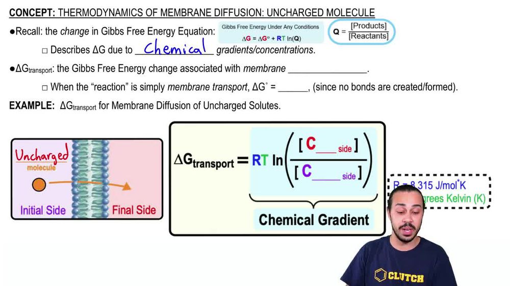 Thermodynamics of Membrane Diffusion: Uncharged Molecule 