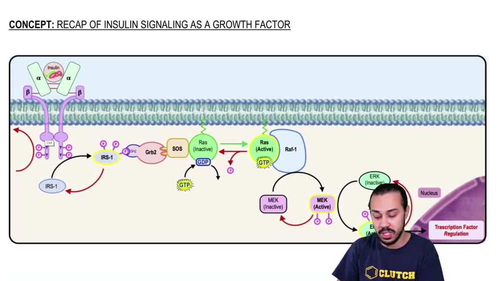 Recap of Insulin Signaling As A Growth Factor