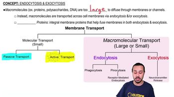 Endocytosis & Exocytosis