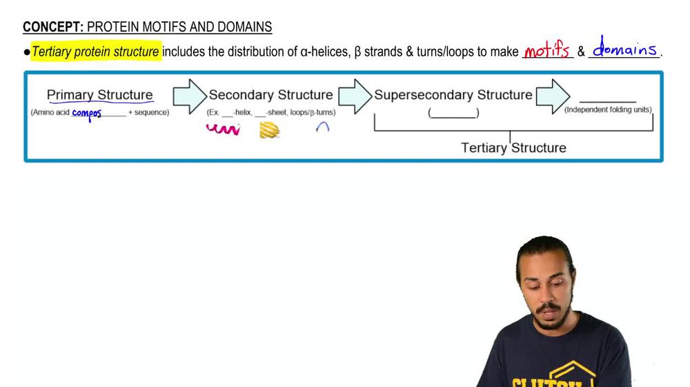 Protein Motifs and Domains