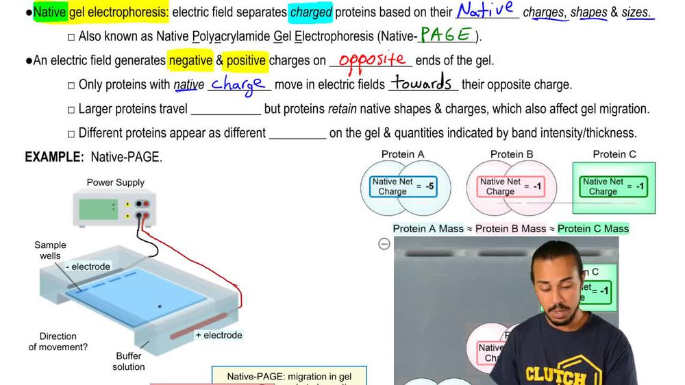 Native Gel Electrophoresis