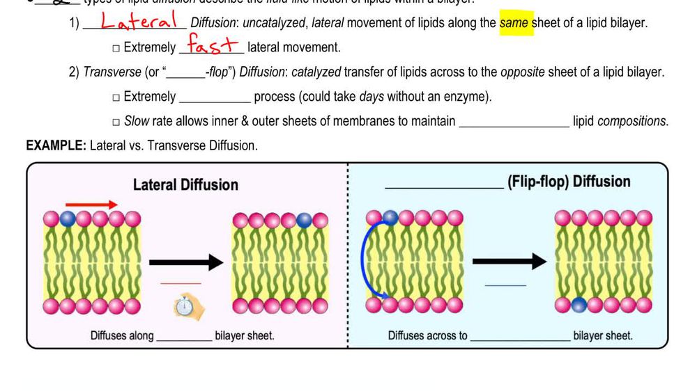Physical Properties of Biological Membranes