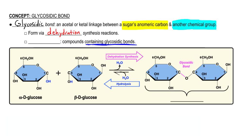 Glycosidic Bond