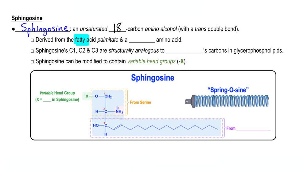 Sphingolipids