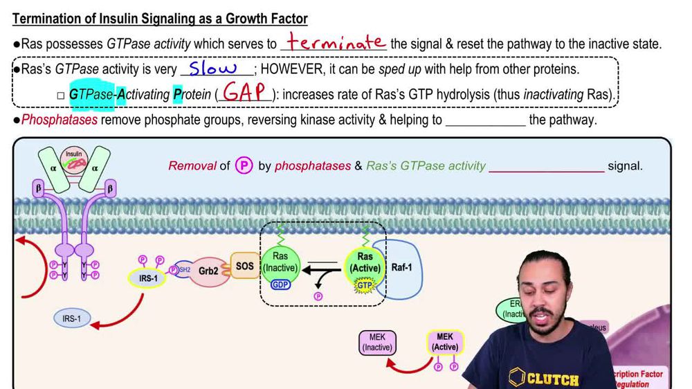 Insulin Signaling as a Growth Factor