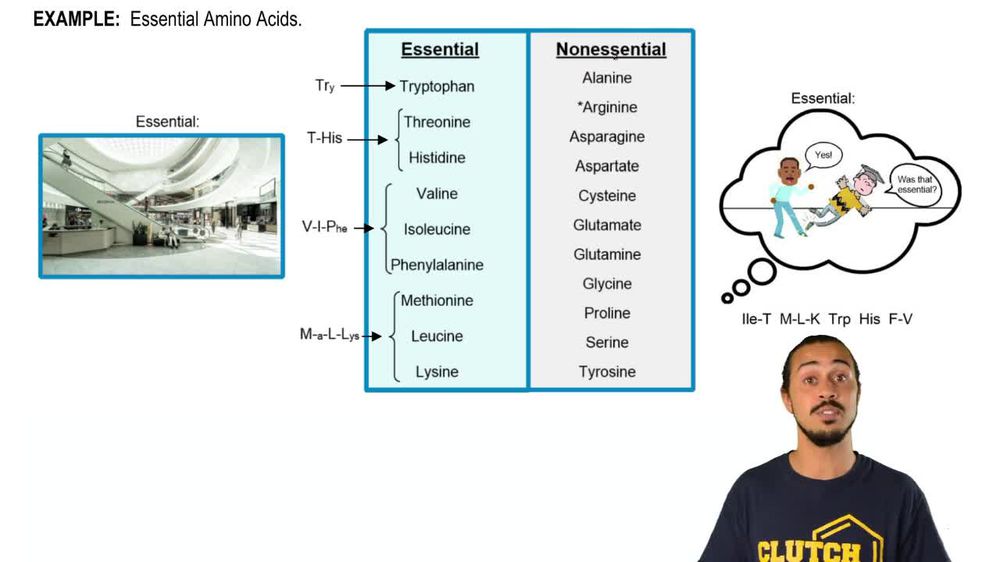 Memorizing Essential Amino Acids