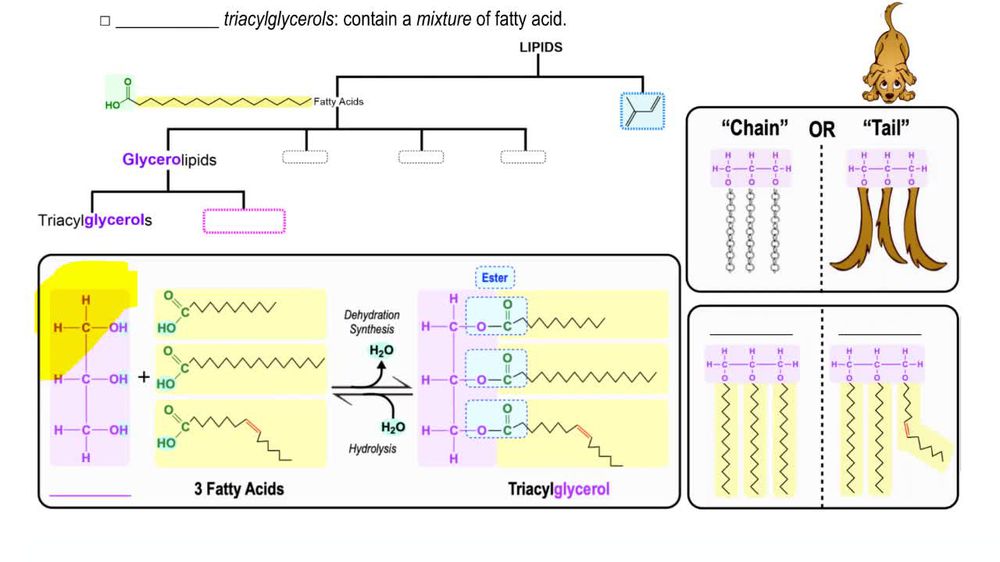 Triacylglycerols