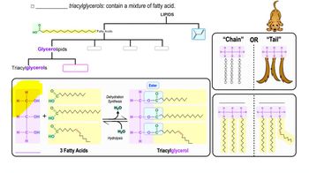 Triacylglycerols
