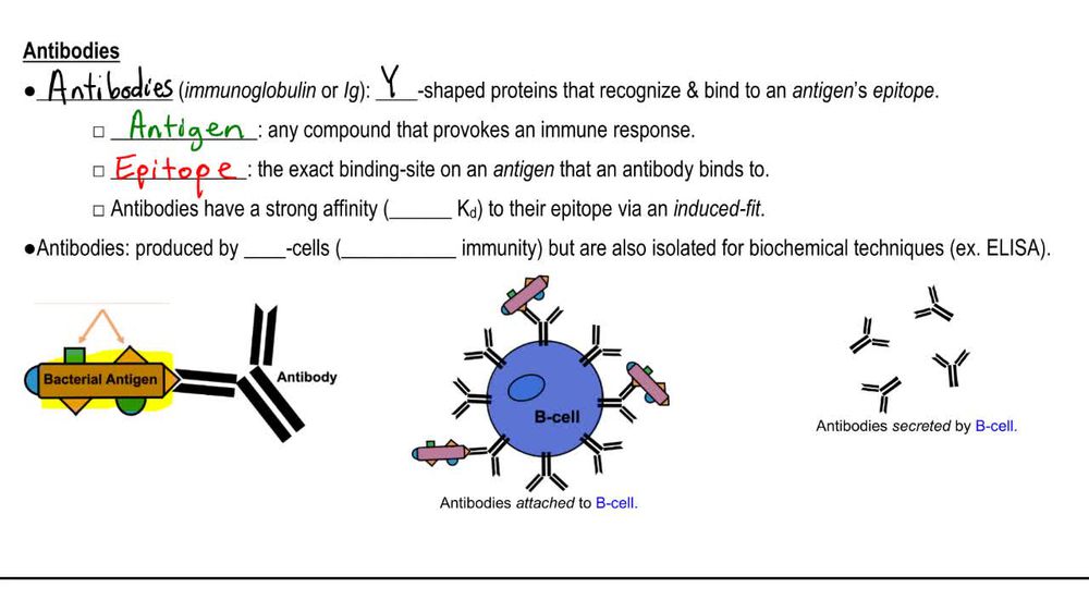 Antibody