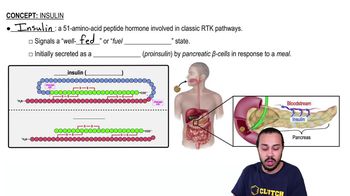 Insulin