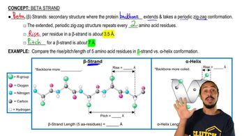 Beta Strand