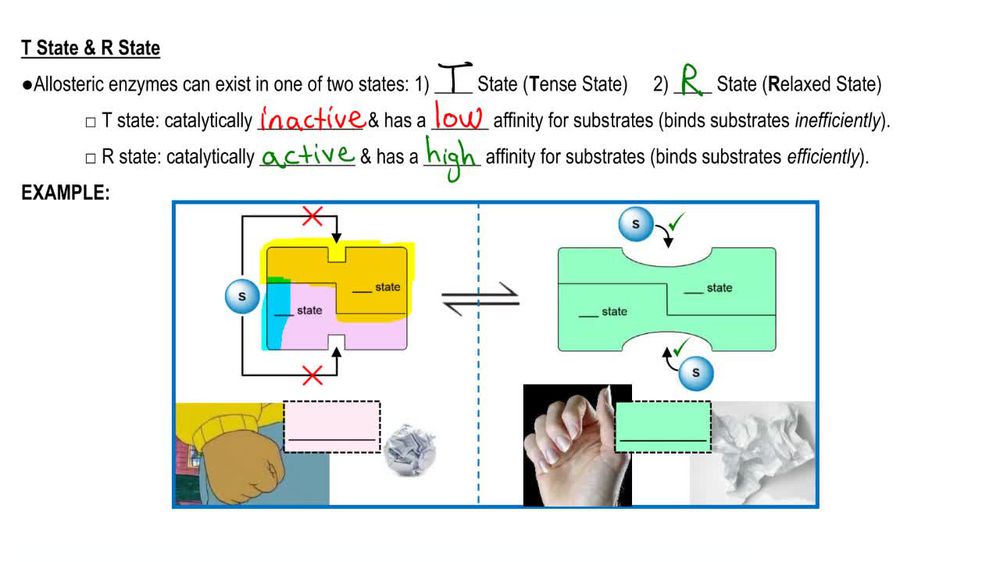 Allosteric Enzyme Conformations