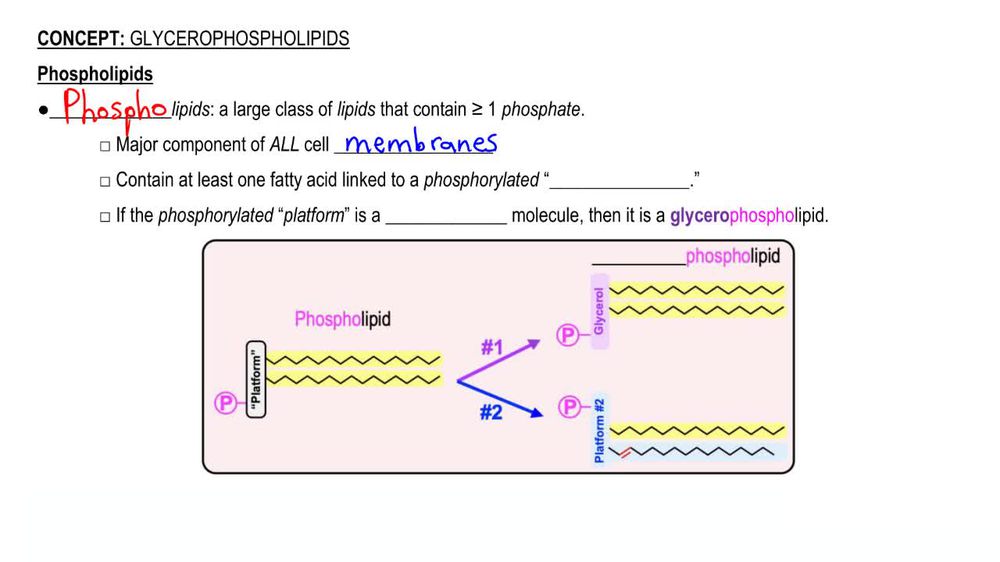Glycerophospholipids
