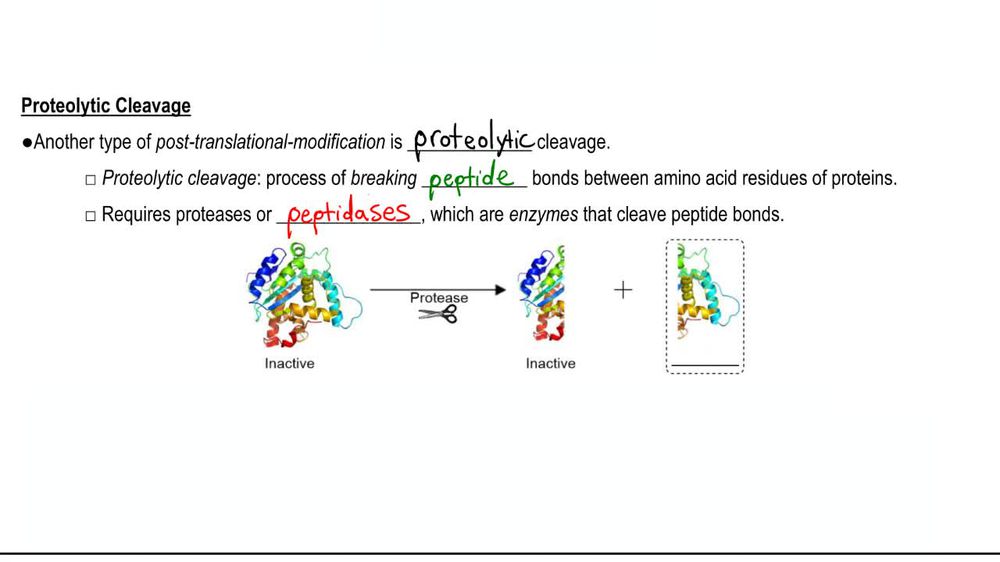 Post Translational Modification
