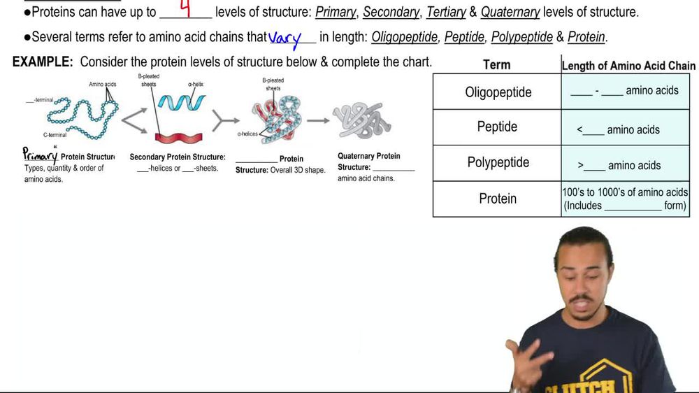 Protein Structure & Terms
