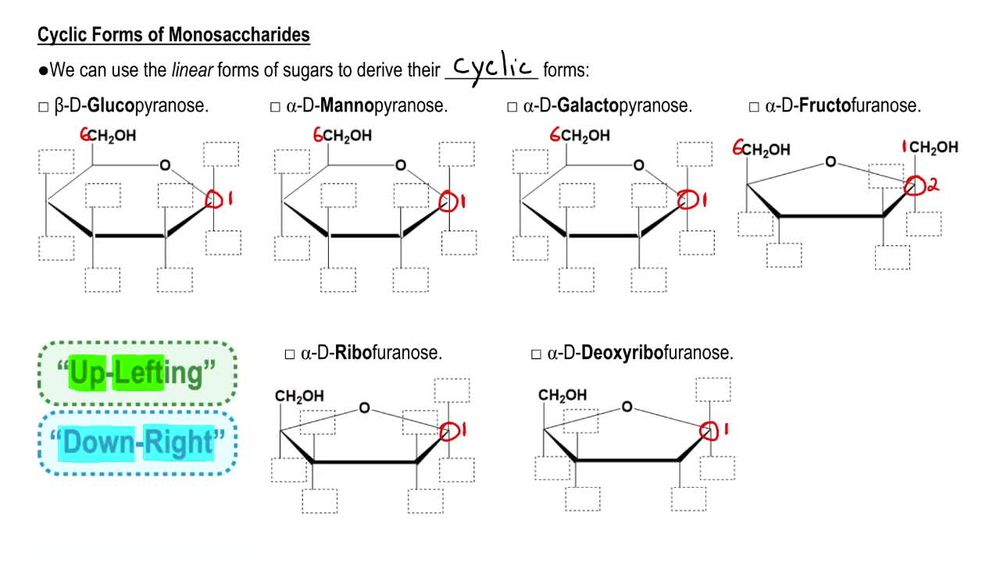 Common Monosaccharides