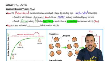 Vmax Enzyme
