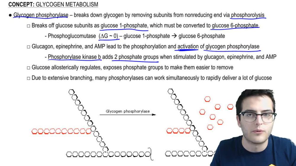 Glycogen Metabolism 2
