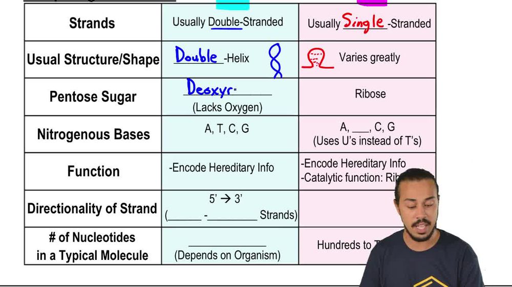 Comparing DNA & RNA
