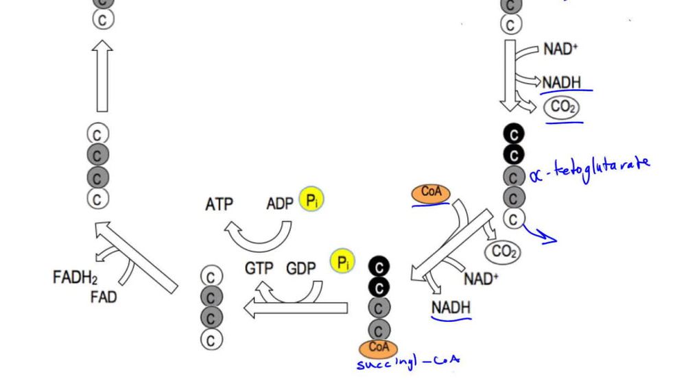 Citric Acid Cycle 1